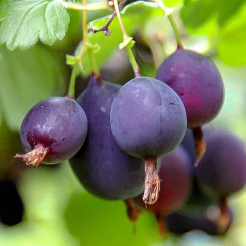 Йошта Моро изображение 1 артикул 5181