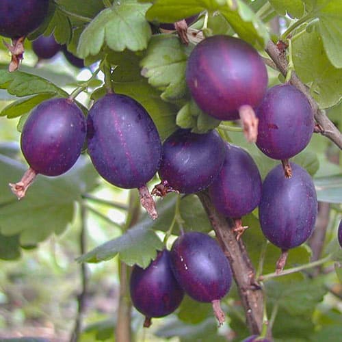 Йошта Рекст изображение 1 артикул 5182