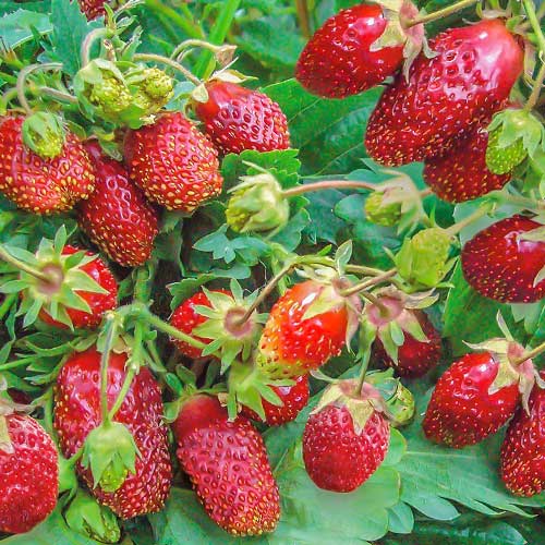 Земклуника Цукат Мускатный изображение 1 артикул 9611