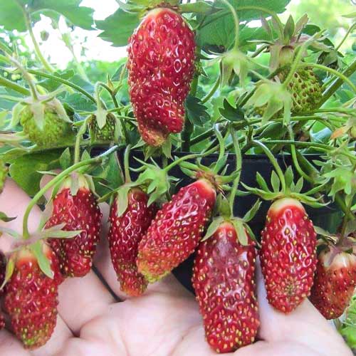 Земклуника Цукат Мускатный изображение 2 артикул 9611