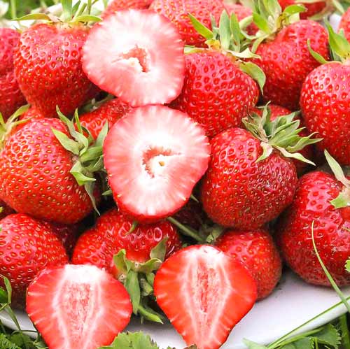 Земклуника сорт Диана изображение 1 артикул 9609