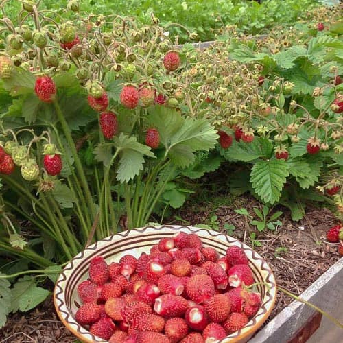 Земклуника Диана изображение 1 артикул 4932