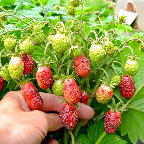 Земклуника Клубничная артикул фото 1 Земклуника Клубничная изображение 1 артикул 4934