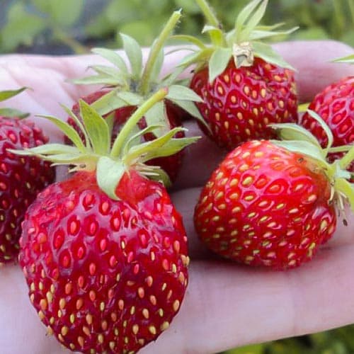 Земклуника Крошка изображение 1 артикул 4936