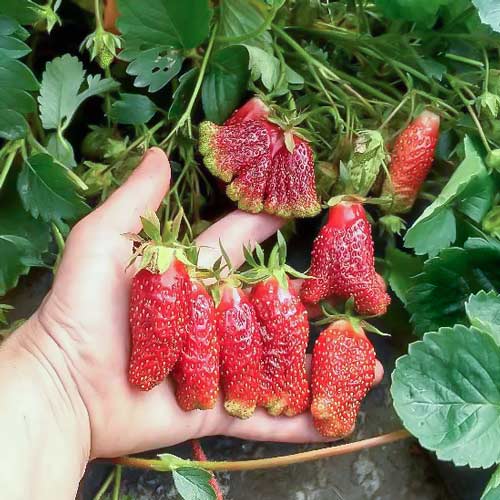 Земклуника Купчиха изображение 1 артикул 9612