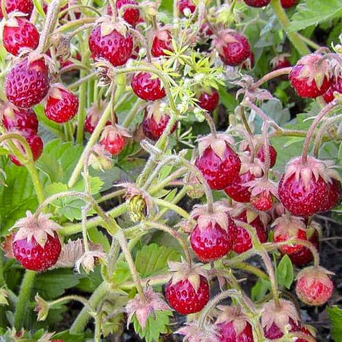 Земклуника Надежда изображение 1 артикул 4931