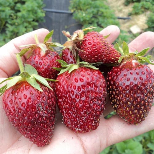 Земклуника Находка изображение 1 артикул 4939