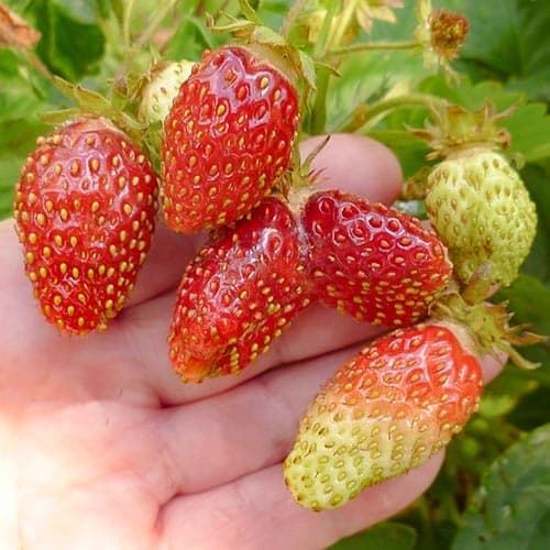 Земклуника Пенелопа изображение 1 артикул 4933