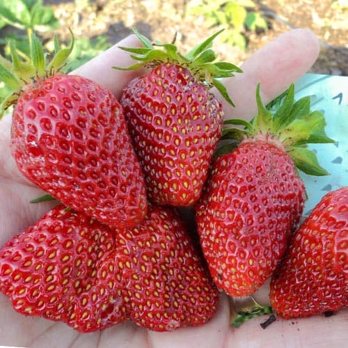 Земклуника Студенческая изображение 1 артикул 4937