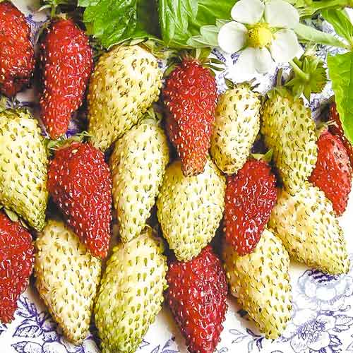 Земляника альпийская Ароматный сюрприз, смесь семян изображение 1 артикул 69879