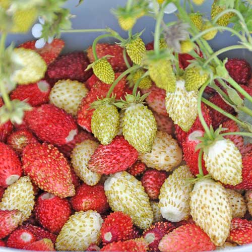 Земляника альпийская Клубника со сливками изображение 1 артикул 74160