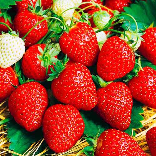 Земляника альпийская Вечность S1 изображение 1 артикул 71354