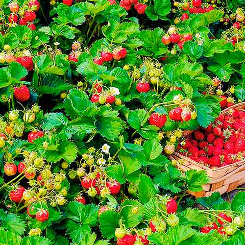 Земляника альпийская Волшебство S1 изображение 1 артикул 71355