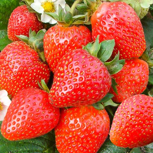 Земляника ремонтантная Фреска F1  изображение 1 артикул 69880