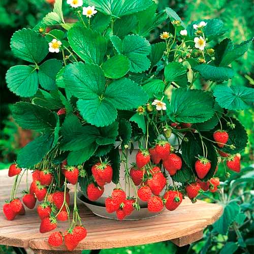 Земляника каскадная Щедрая изображение 1 артикул 65235