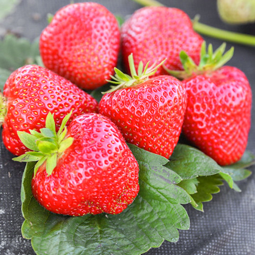 Земляника (крупноплодная) Априка изображение 1 артикул 9871