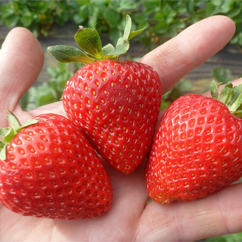 Земляника (крупноплодная) Берегиня изображение 1 артикул 9839