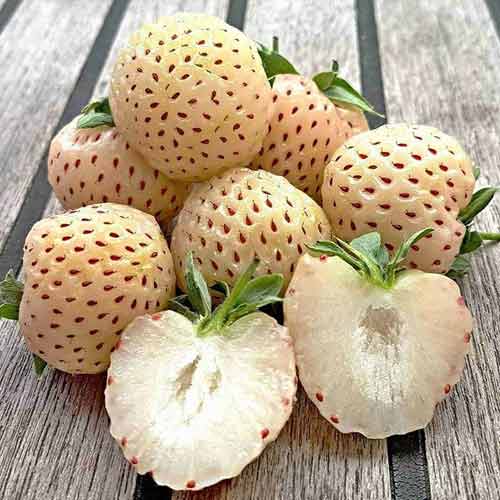 Земляника (крупноплодная) Бианка Фрагола изображение 1 артикул 5778