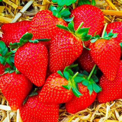 Земляника (крупноплодная) Брилла изображение 1 артикул 1618