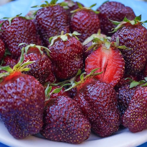 Земляника крупноплодная Черный Принц изображение 1 артикул 1505