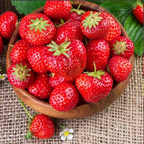 Земляника (крупноплодная) Цунаки изображение 1 артикул 5782