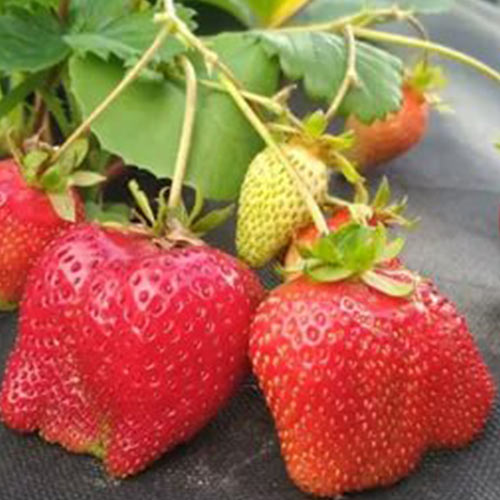 Земляника (крупноплодная) Дали изображение 1 артикул 01255