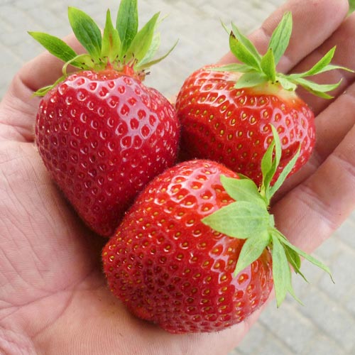 Земляника (крупноплодная) Дарселект изображение 1 артикул 9873