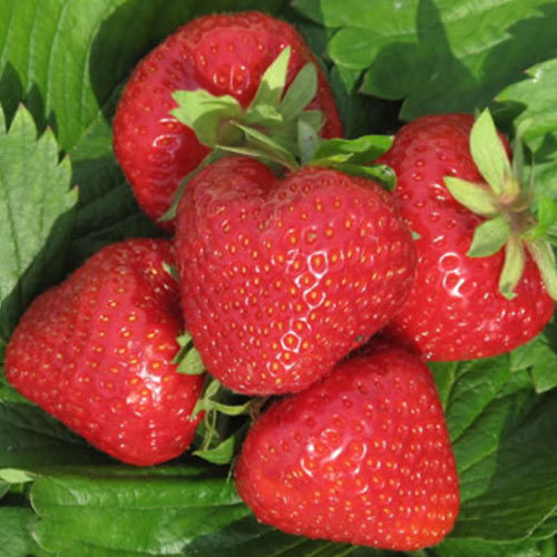 Земляника (крупноплодная) Дэли изображение 1 артикул 01258