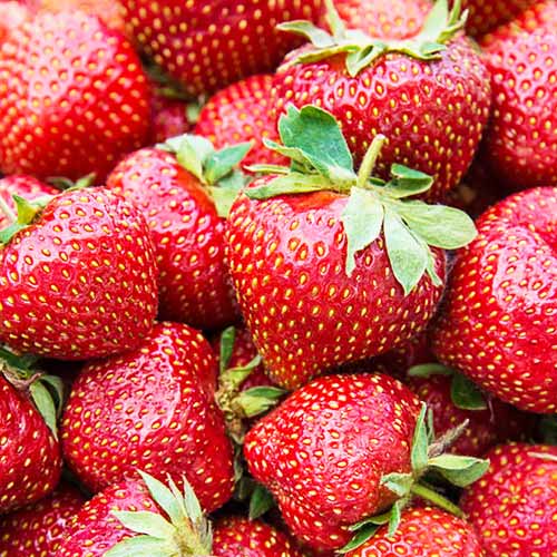 Земляника (крупноплодная) Фейт артикул фото 1 Земляника (крупноплодная) Фейт изображение 1 артикул 01282