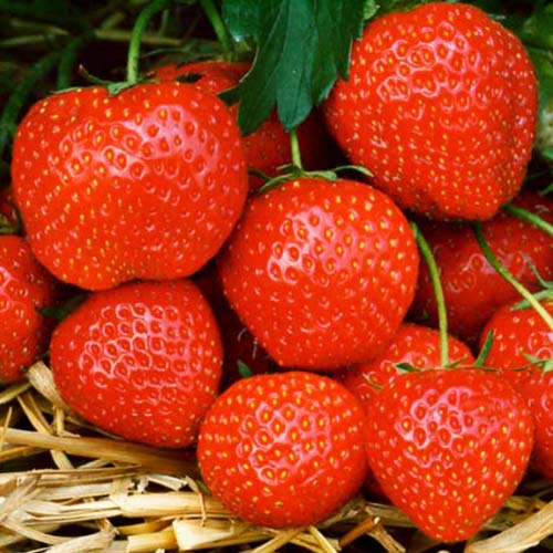 Земляника (крупноплодная) Фигаро артикул фото 1 Земляника (крупноплодная) Фигаро изображение 1 артикул 01283