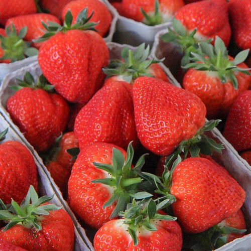 Земляника (крупноплодная) Флер изображение 1 артикул 9882