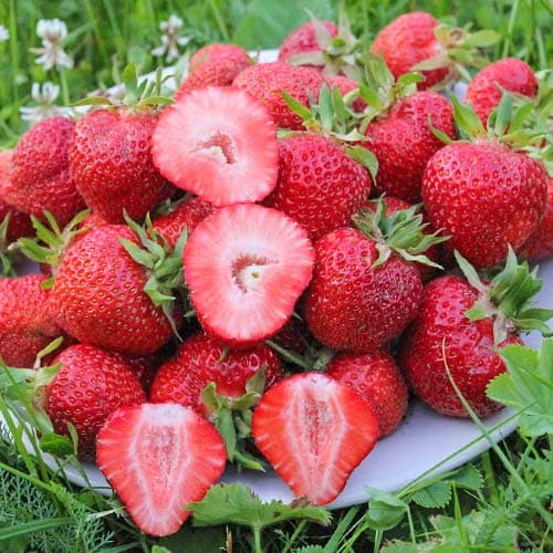 Земляника (крупноплодная) Флоренс изображение 1 артикул 9868