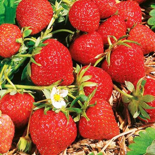 Земляника (крупноплодная) Фраголареа изображение 1 артикул 01286