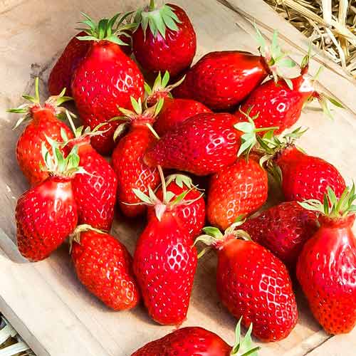 Земляника (крупноплодная) Гаригуэтта изображение 1 артикул 9841