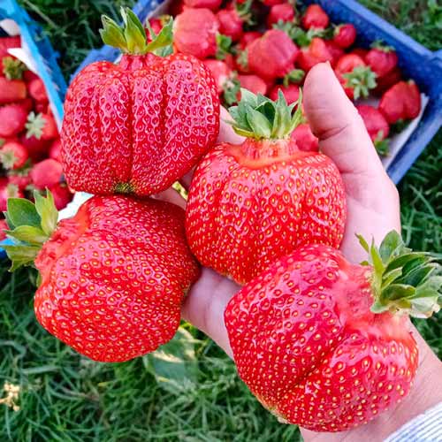 Земляника крупноплодная Гигант Джорнея изображение 1 артикул 1502