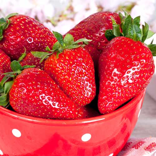 Земляника (крупноплодная) Гигантский деликатес изображение 1 артикул 9813
