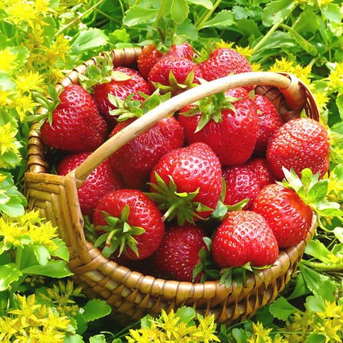 Земляника (крупноплодная) Гранд Роса изображение 1 артикул 9866