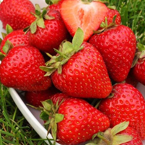 Земляника (крупноплодная) Грандароза изображение 1 артикул 01254