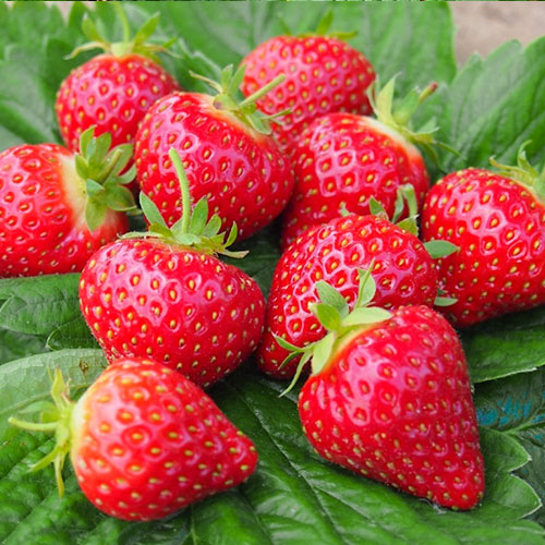 Земляника (крупноплодная) Хоней изображение 1 артикул 9822