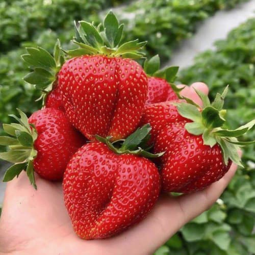 Земляника крупноплодная Хуми Гранде изображение 1 артикул 1506