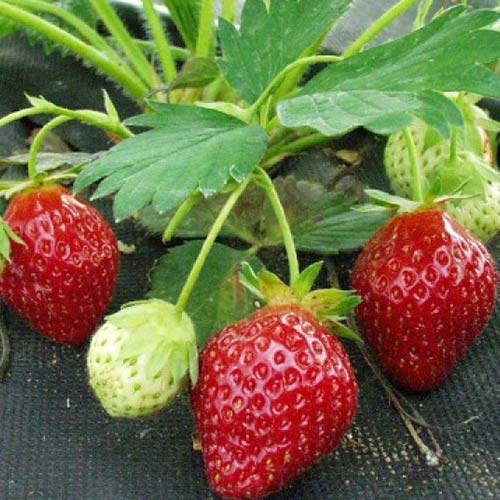 Земляника (крупноплодная) Индука артикул фото 1 Земляника (крупноплодная) Индука изображение 1 артикул 01259