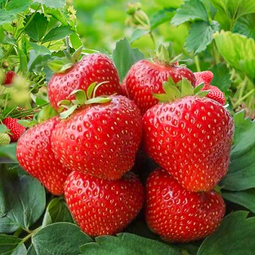 Земляника (крупноплодная) Кимберли изображение 1 артикул 9805