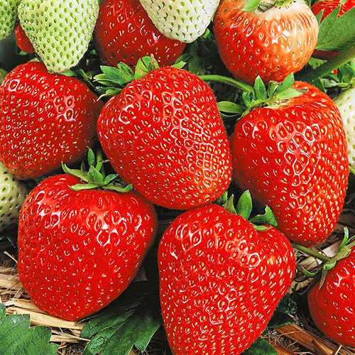 Земляника (крупноплодная) Кокинская ранняя изображение 1 артикул 9842