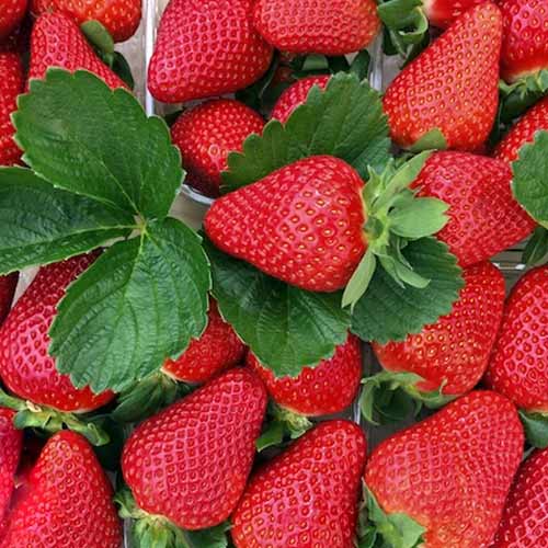 Земляника (крупноплодная) Квики изображение 1 артикул 01260