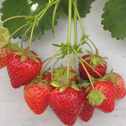 Земляника (крупноплодная) Летиция артикул фото 1 Земляника (крупноплодная) Летиция изображение 1 артикул 01265