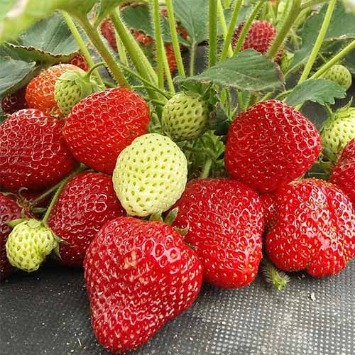 Земляника (крупноплодная) Лималексия артикул фото 1 Земляника (крупноплодная) Лималексия изображение 1 артикул 01266