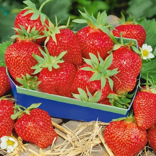 Земляника (крупноплодная) Магнум изображение 1 артикул 9869