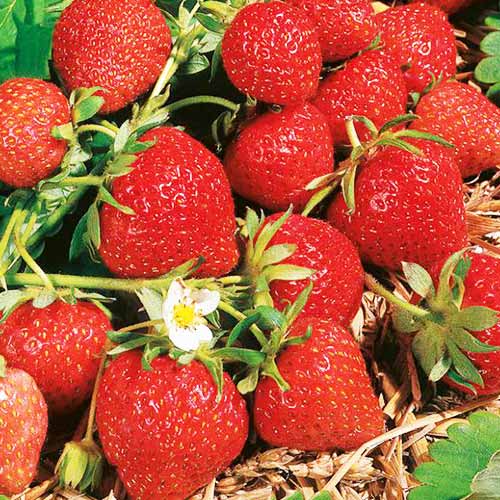 Земляника (крупноплодная) Магнус артикул фото 1 Земляника (крупноплодная) Магнус изображение 1 артикул 01267