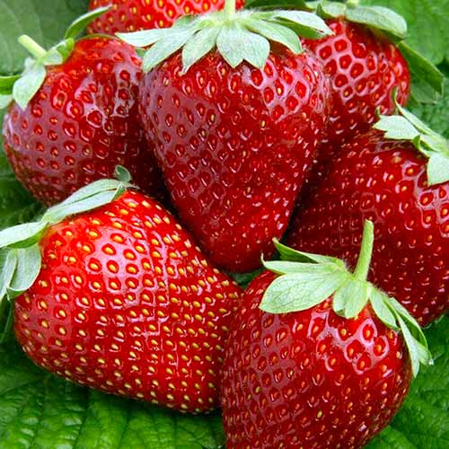 Земляника (крупноплодная) Мальга изображение 1 артикул 1620