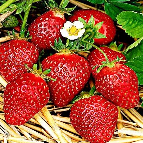 Земляника (крупноплодная) Манилл артикул фото 1 Земляника (крупноплодная) Манилл изображение 1 артикул 01269